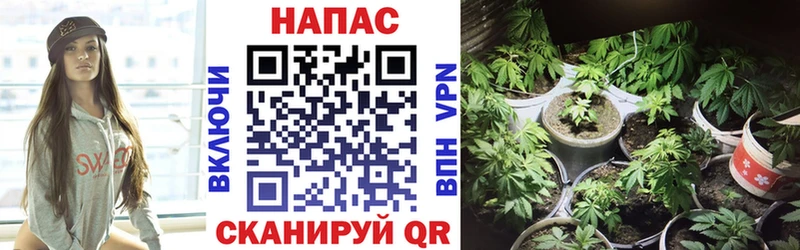 Каннабис планчик  Приволжский 